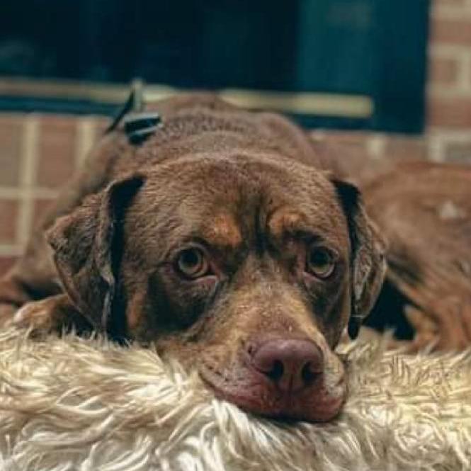 Bonnie, a Adoptable American Staffordshire Terrier in Hillsborough , NC image 2/3