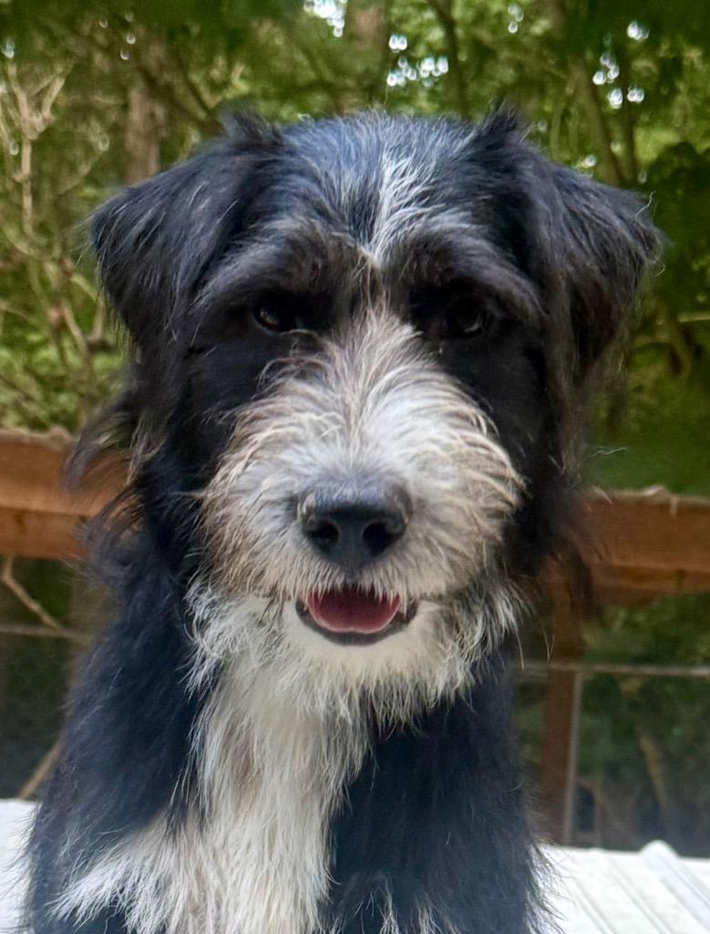 Bucket, Adopted, Young Female Terrier & Mixed Breed.