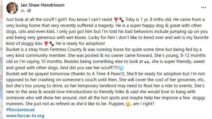 Enlarge Bucket, a Adopted mixed breed in Crossville, TN image 3/6