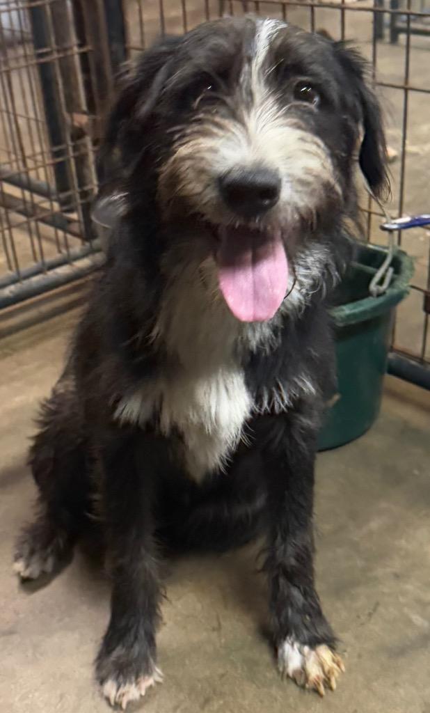 Enlarge Bucket, a Adopted mixed breed in Crossville, TN image 4/6