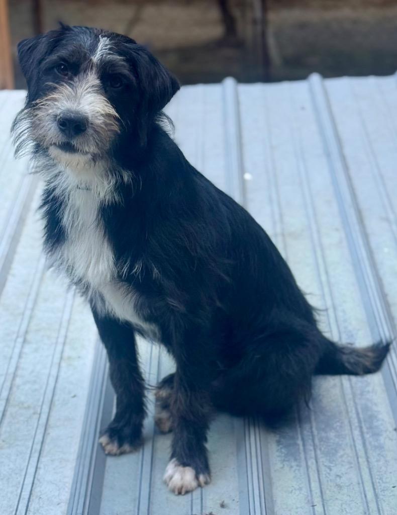Enlarge Bucket, a Adopted mixed breed in Crossville, TN image 5/6