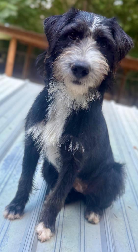 Enlarge Bucket, a Adopted mixed breed in Crossville, TN image 6/6