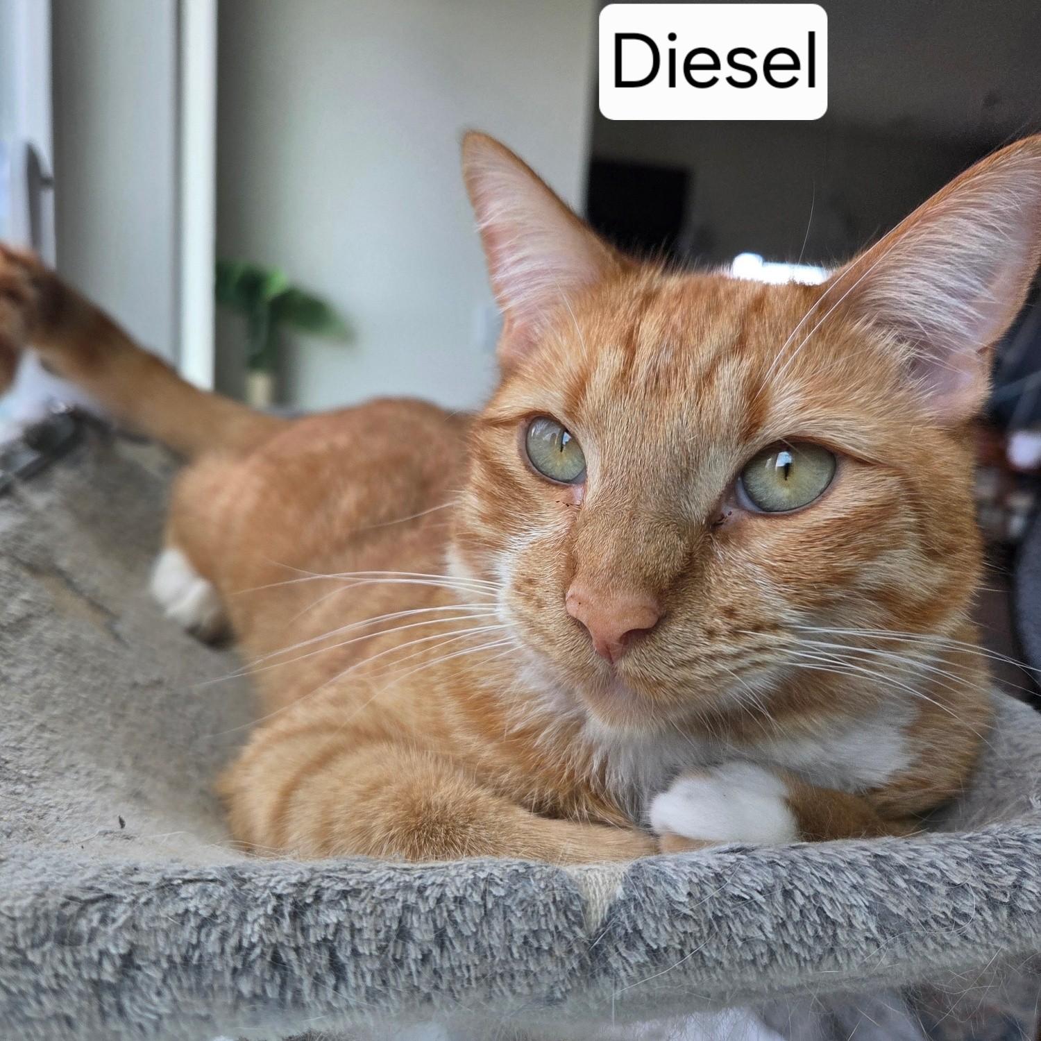Diesel, Adoptable, Kitten Male Domestic Short Hair.