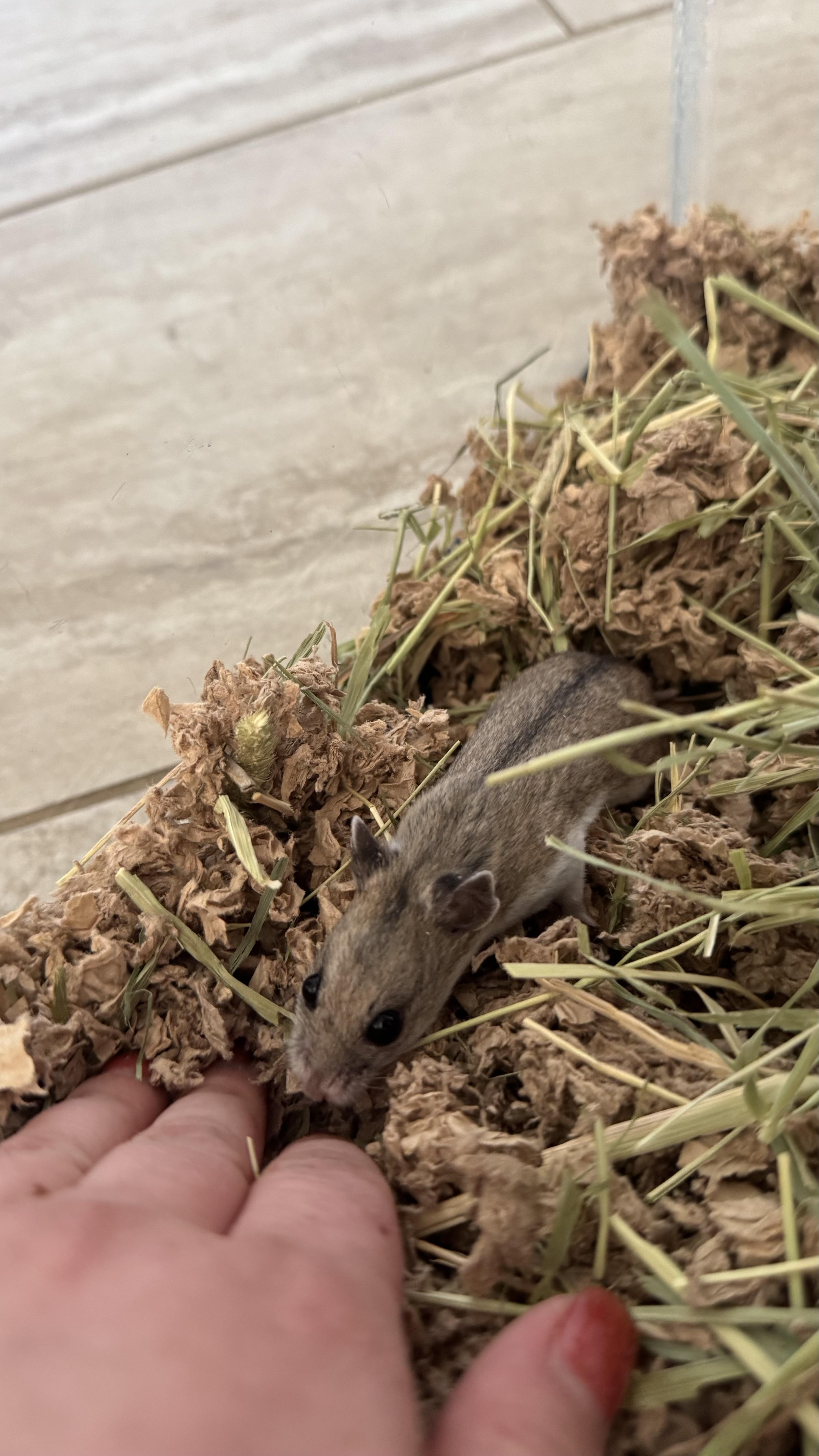 Enlarge Millie, a Adopted Dwarf Hamster in ALBANY, NY image 1/4