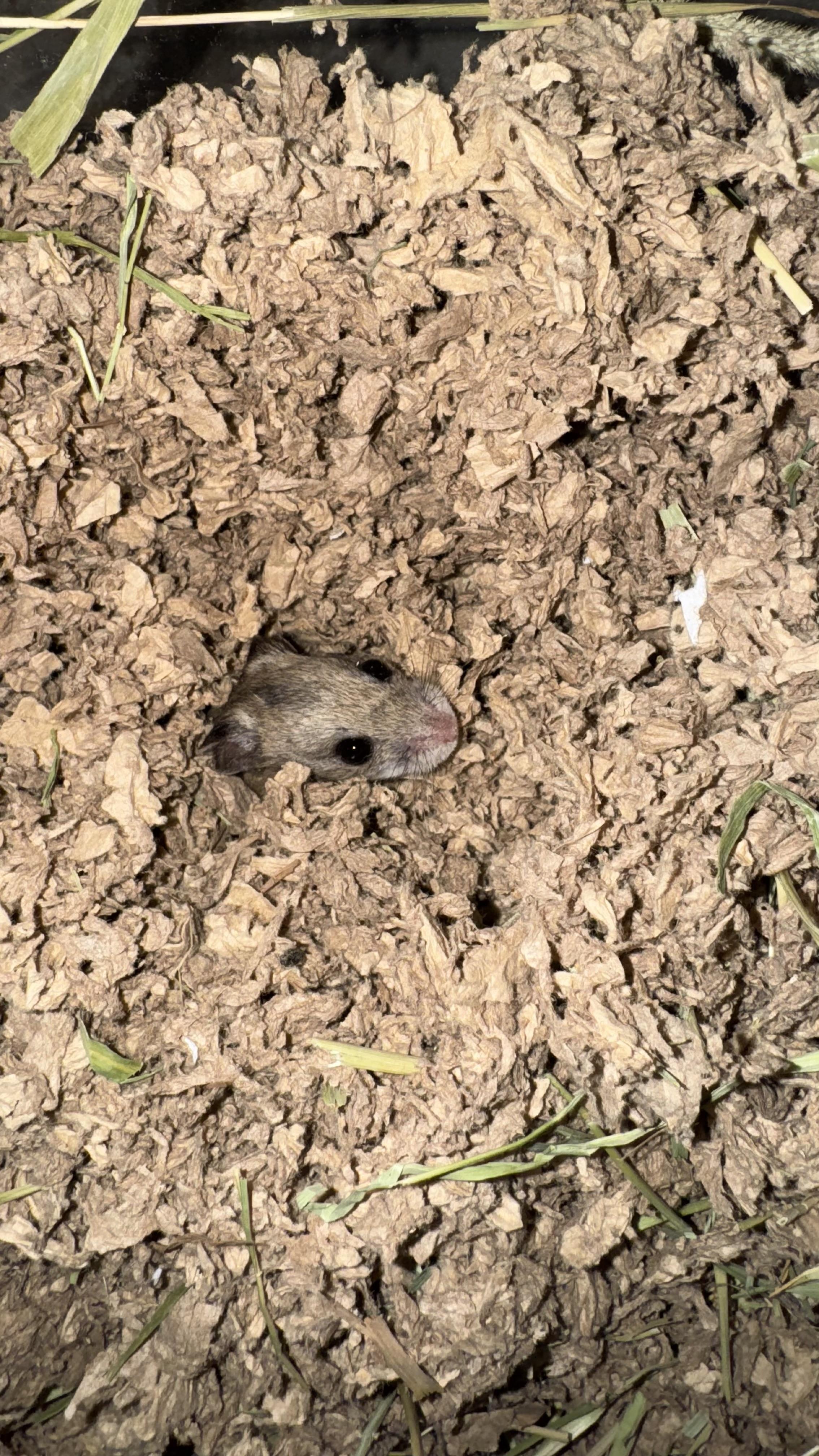 Enlarge Millie, a Adopted Dwarf Hamster in ALBANY, NY image 2/4