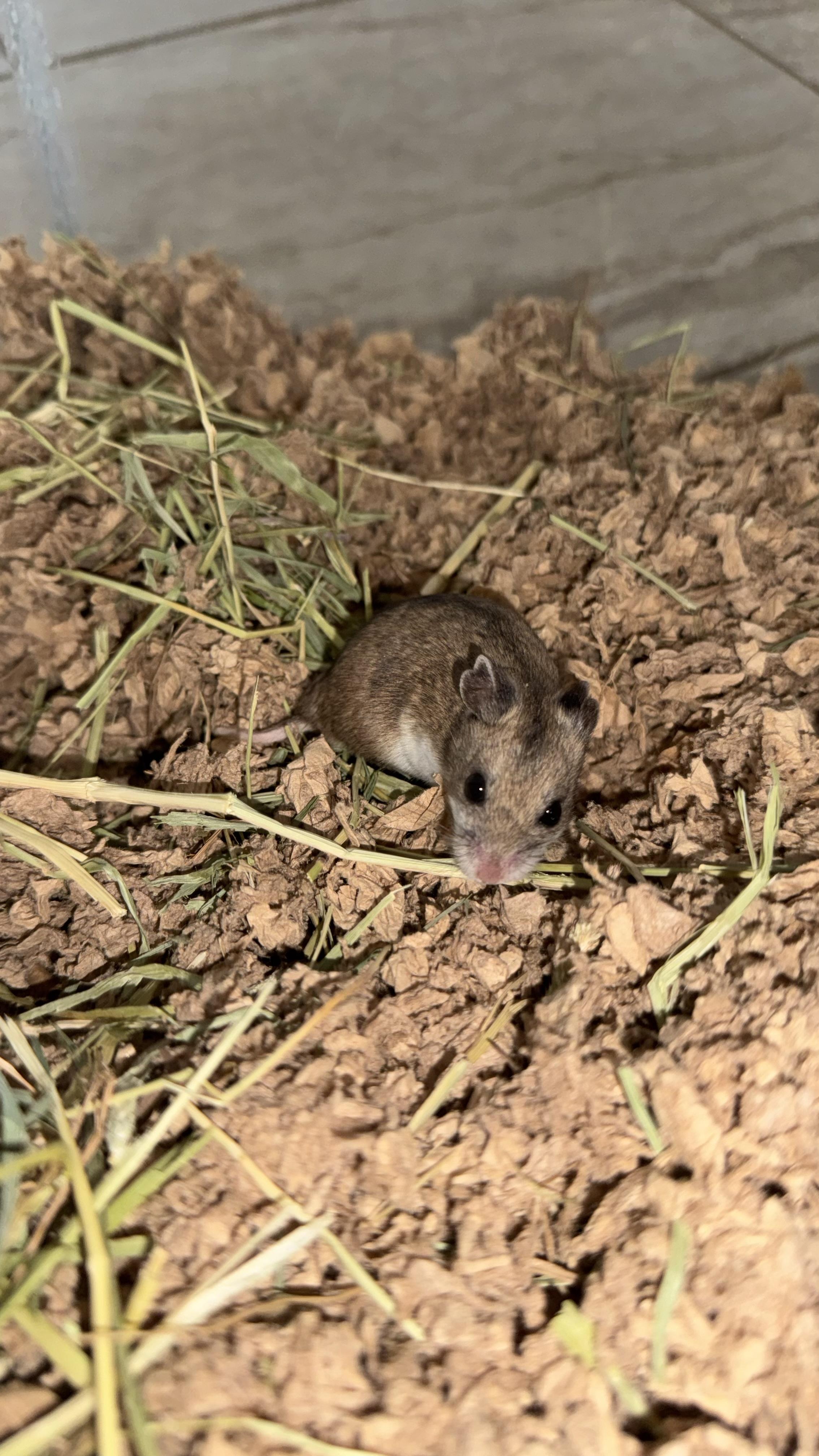 Enlarge Millie, a Adopted Dwarf Hamster in ALBANY, NY image 3/4