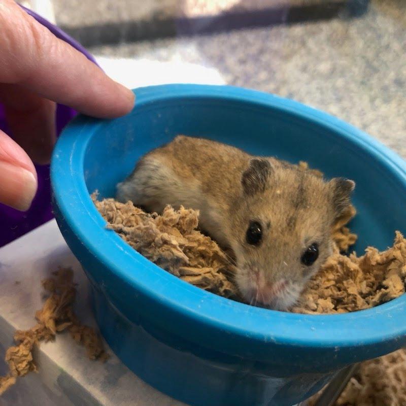Enlarge Millie, a Adopted Dwarf Hamster in ALBANY, NY image 4/4
