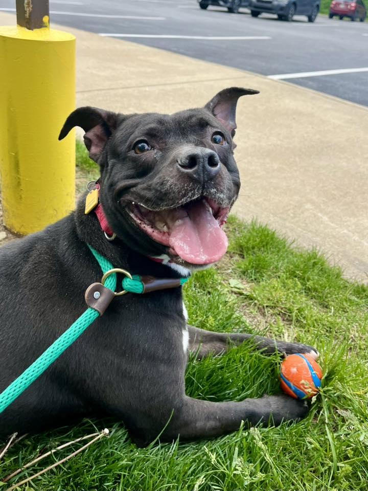 Enlarge Hermione, a Adoptable mixed breed in Cleveland, OH image 6/6