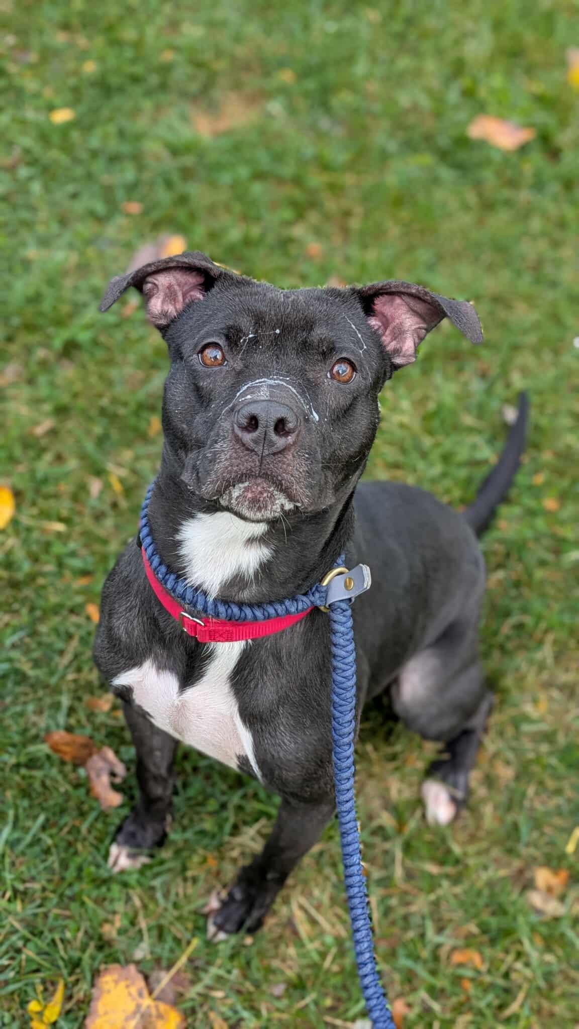 Hermione, a Adoptable mixed breed in Cleveland, OH image 3/6