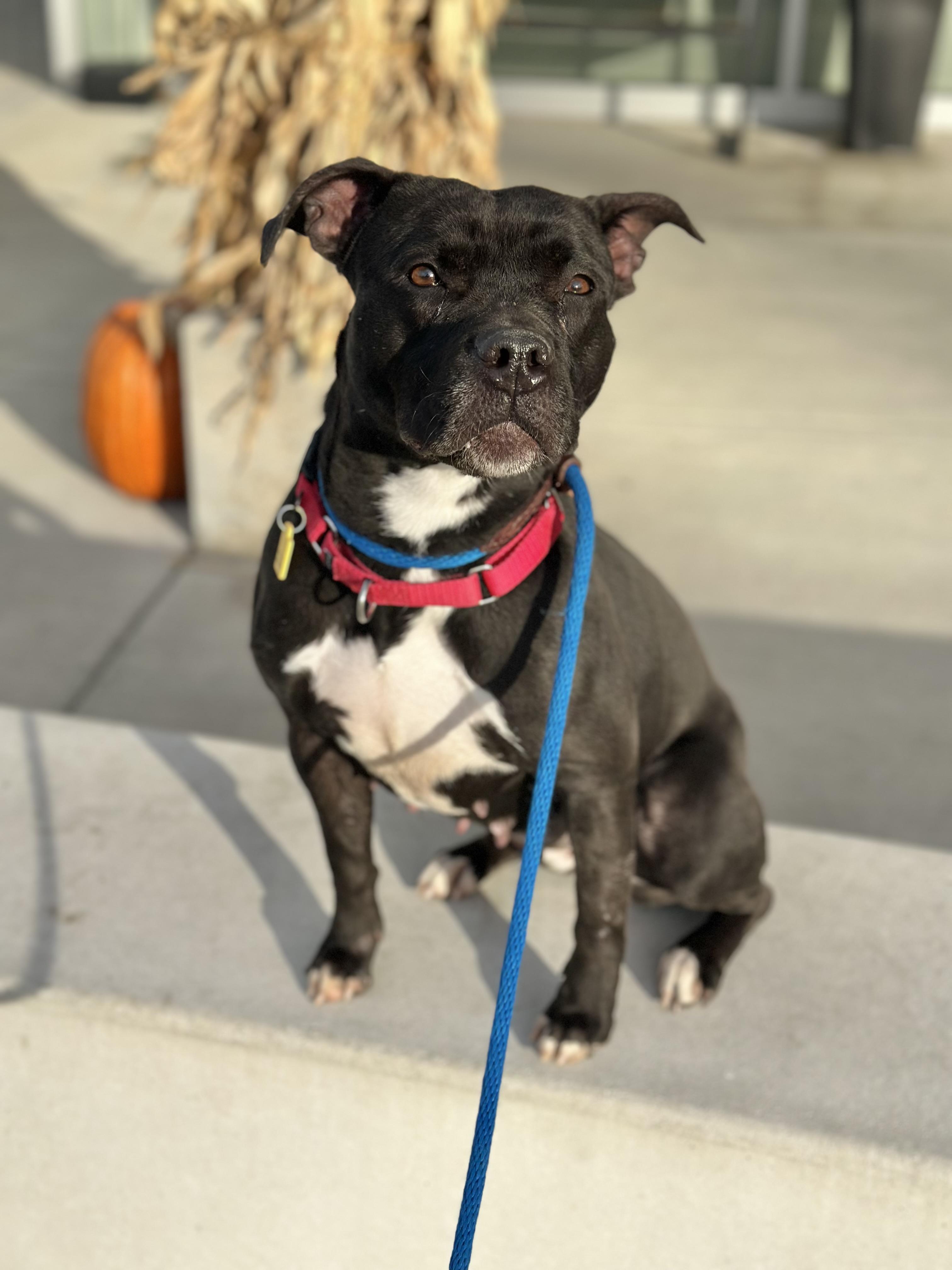 Hermione, a Adoptable mixed breed in Cleveland, OH image 6/6