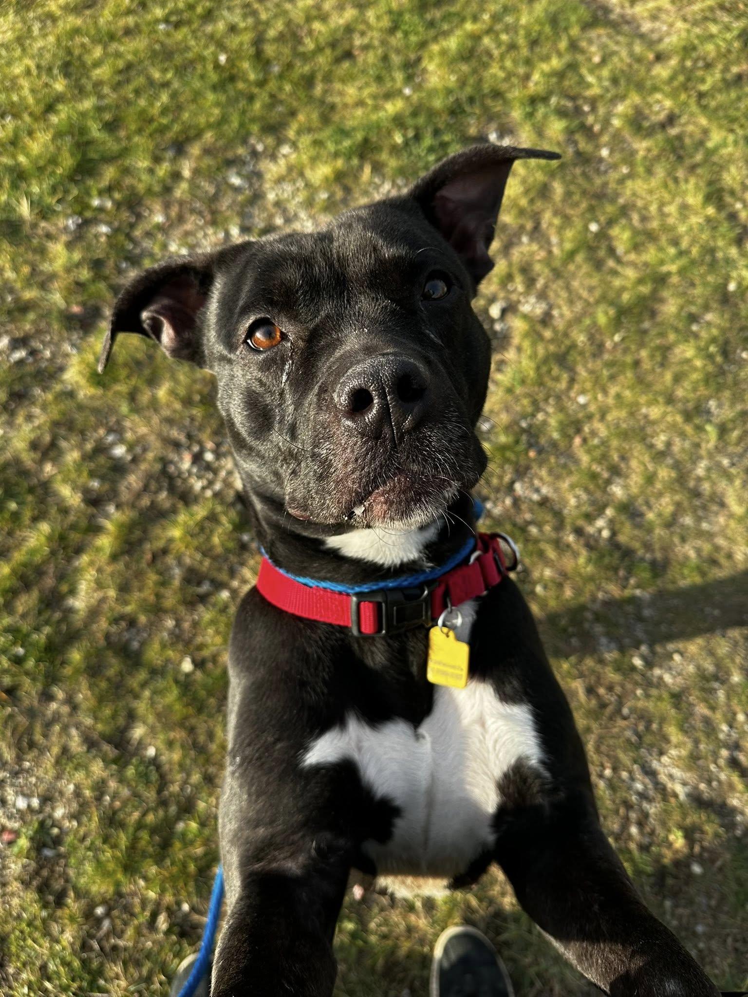 Hermione, Adoptable, Young Female Pit Bull Terrier.