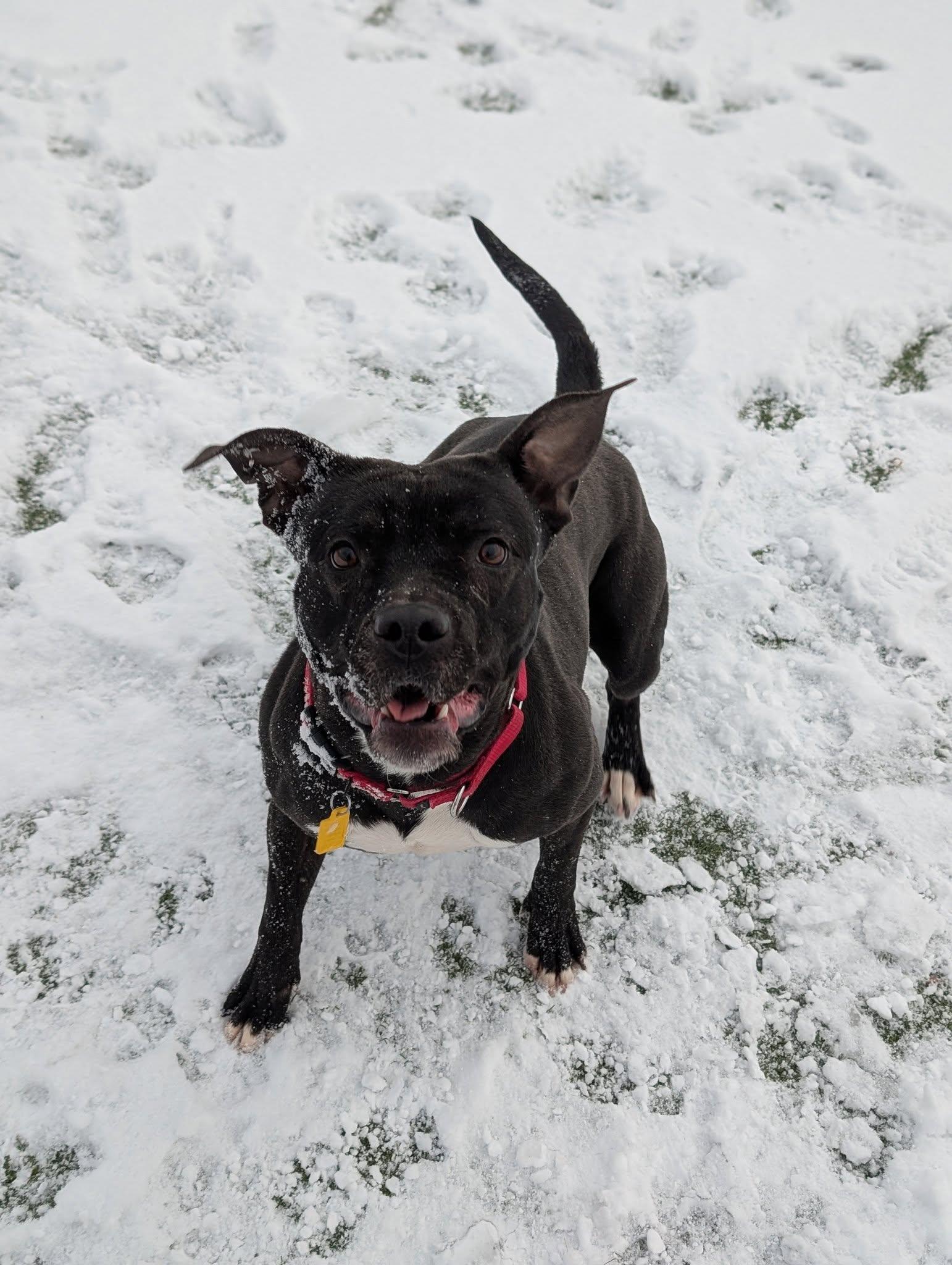 Hermione, a Adoptable mixed breed in Cleveland, OH image 5/6