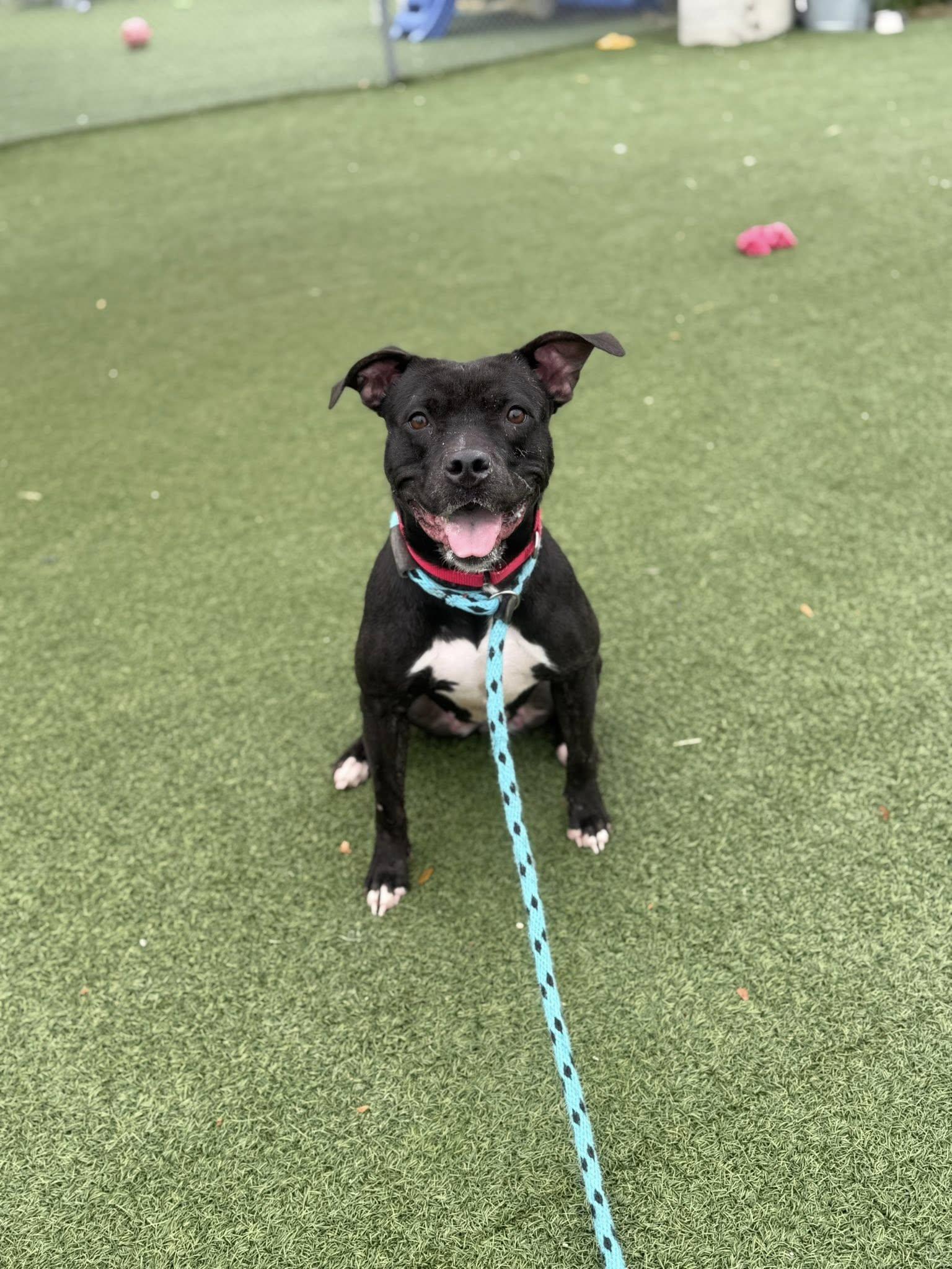 Hermione, a Adoptable mixed breed in Cleveland, OH image 4/6