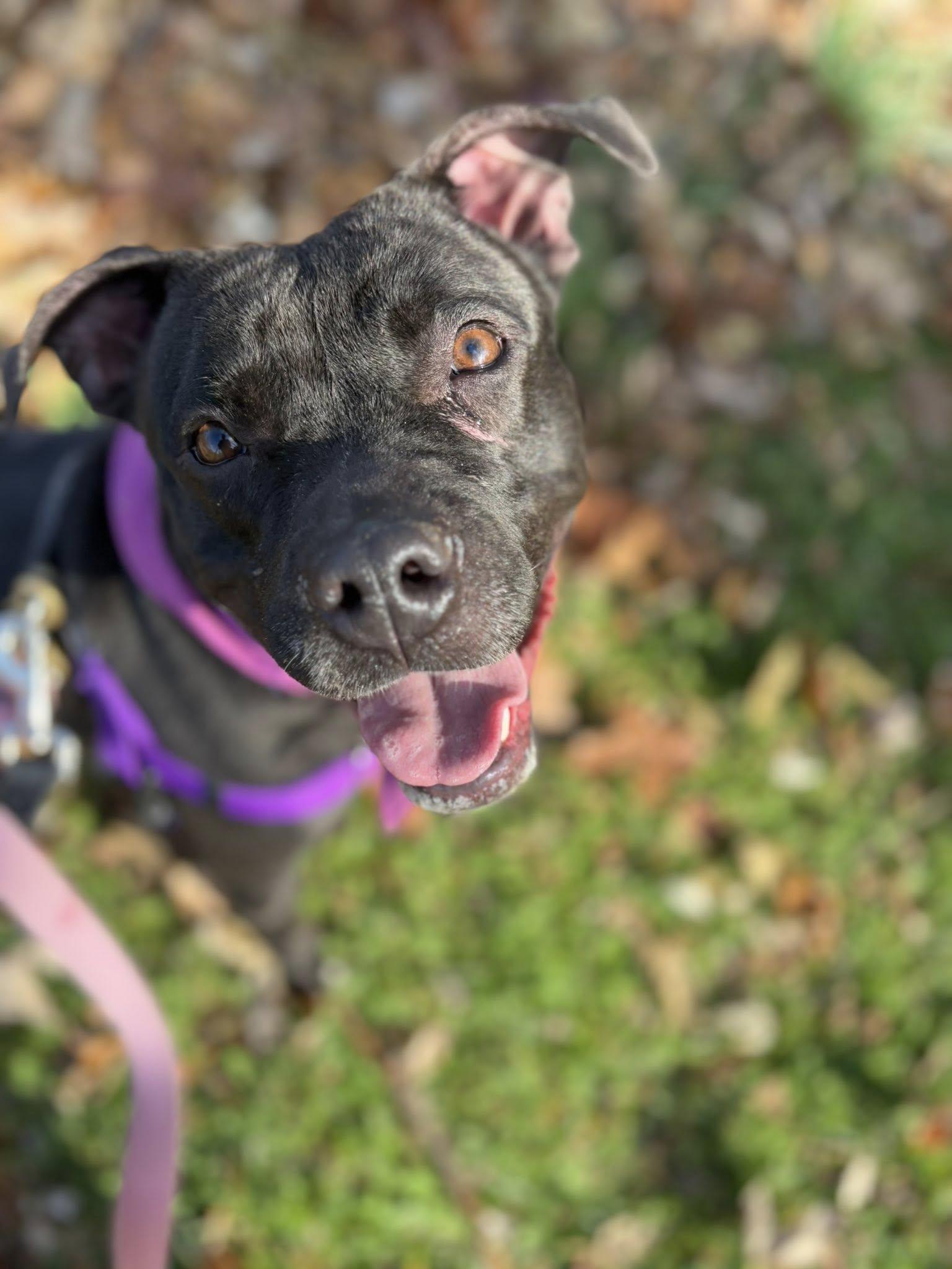 Hermione, a Adoptable mixed breed in Cleveland, OH image 2/6