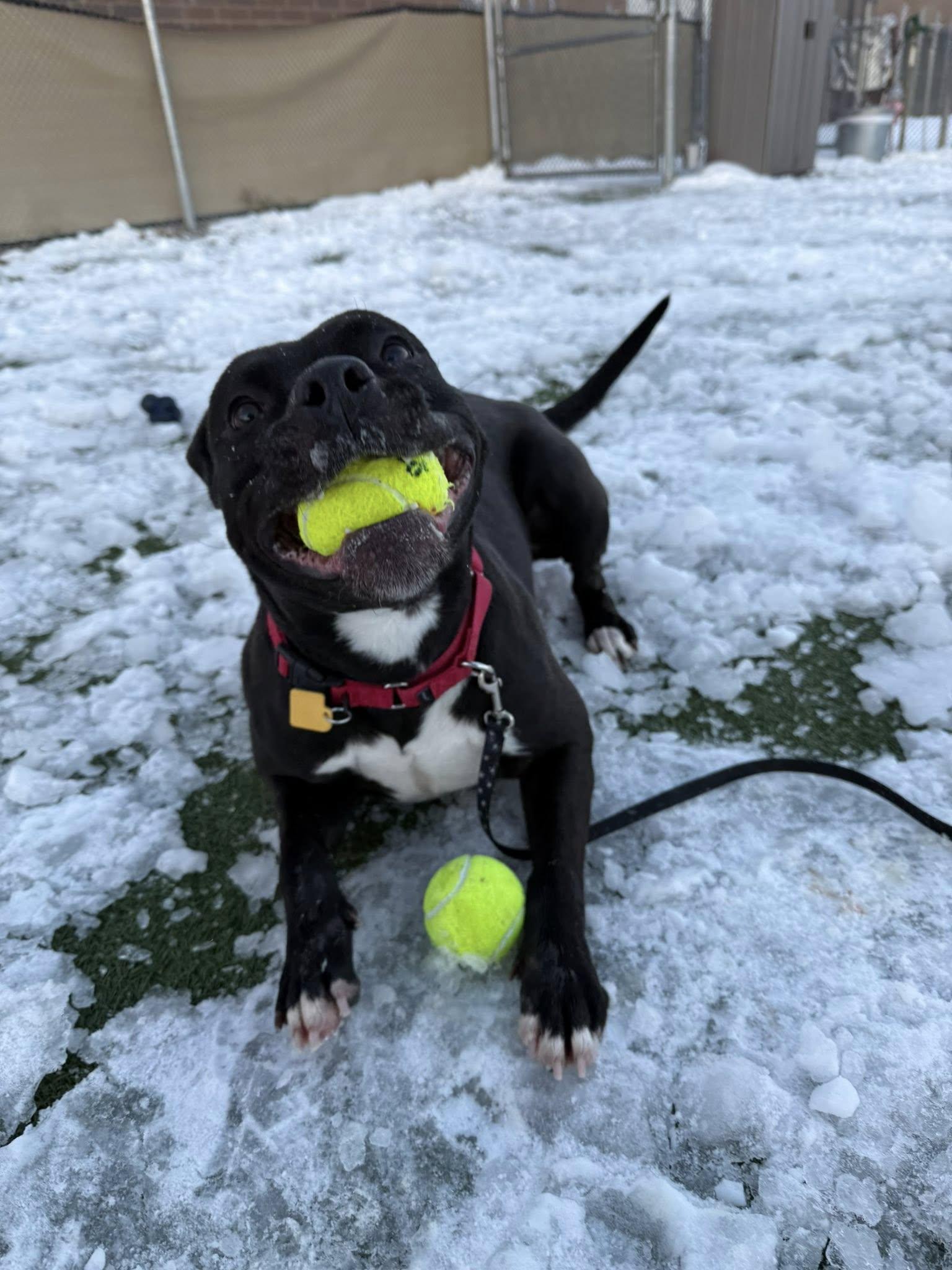 Hermione, a Adoptable mixed breed in Cleveland, OH image 6/6