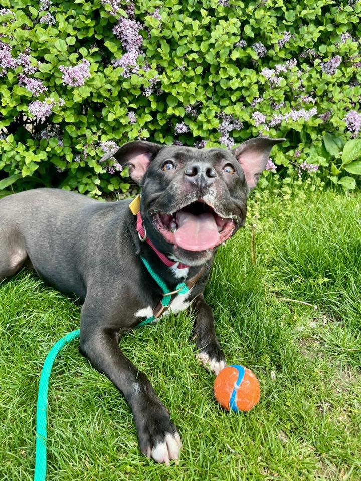 Enlarge Hermione, a Adoptable mixed breed in Cleveland, OH image 1/6