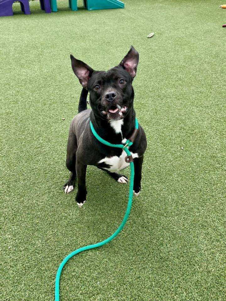 Enlarge Hermione, a Adoptable mixed breed in Cleveland, OH image 5/6