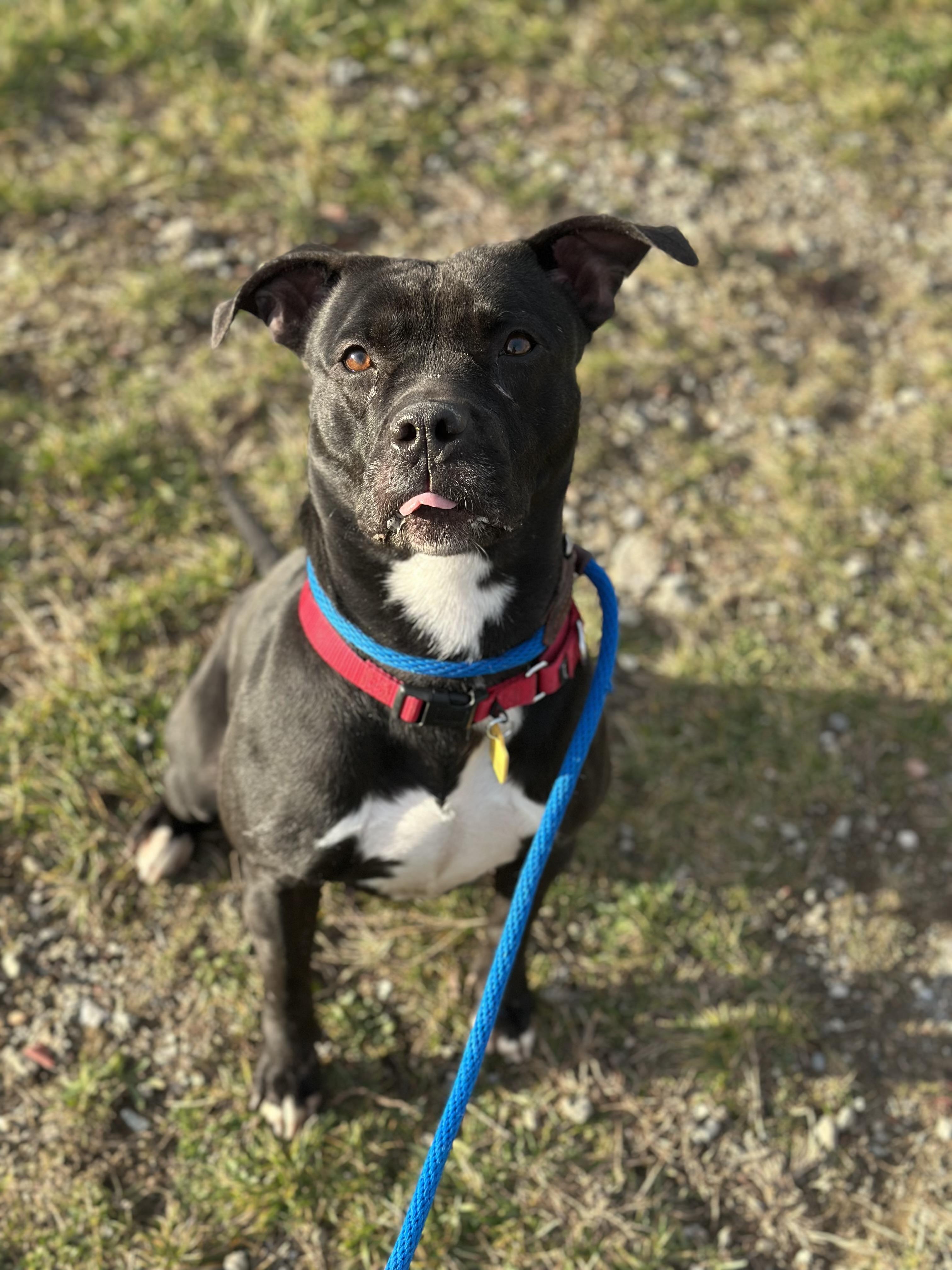 Hermione, a Adoptable mixed breed in Cleveland, OH image 5/6