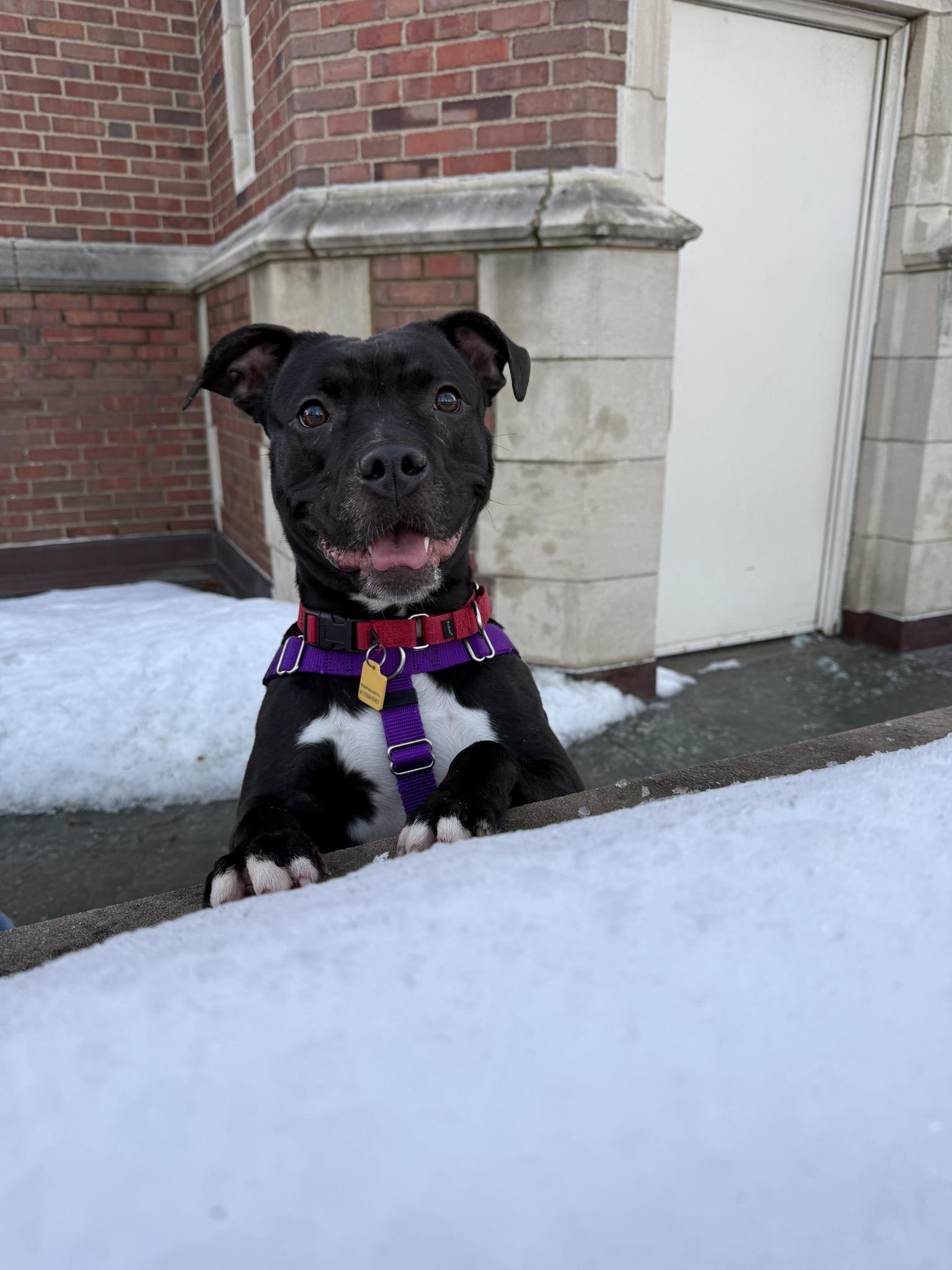 Hermione, Adoptable, Young Female Pit Bull Terrier.