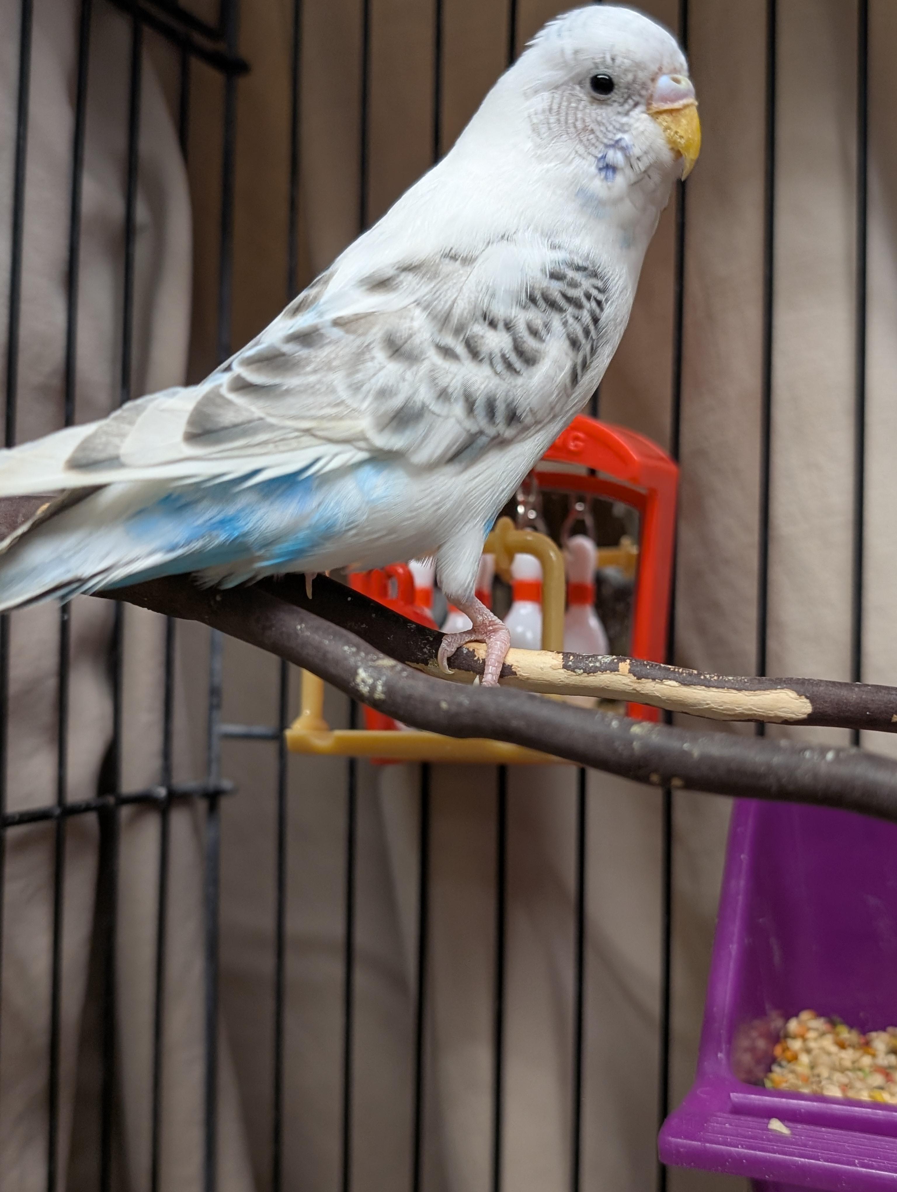 Enlarge Anna and Kristoff, a Adoptable Parakeet (Other) in Vancouver, BC image 3/3