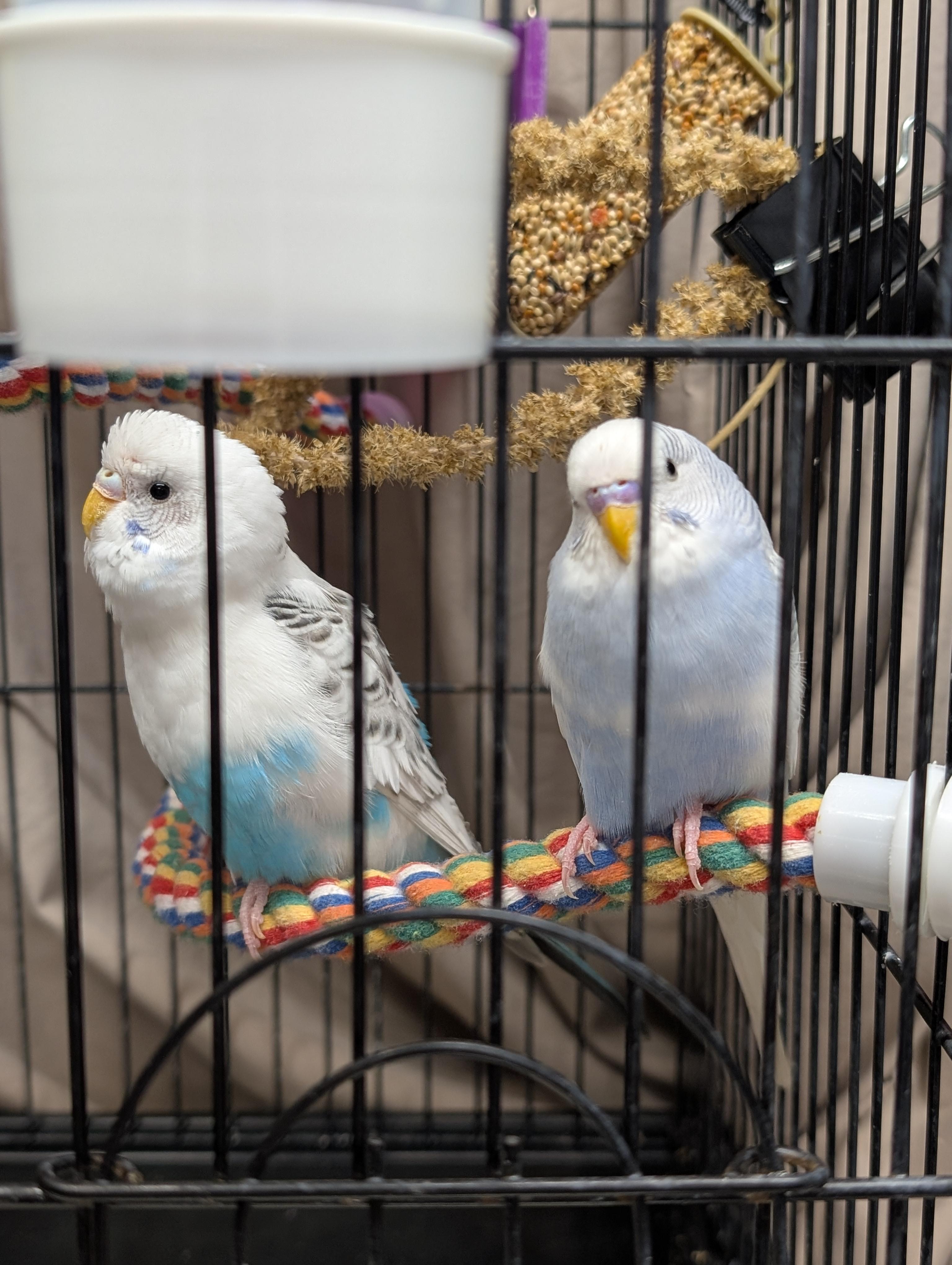 Enlarge Anna and Kristoff, a Adoptable Parakeet (Other) in Vancouver, BC image 2/3