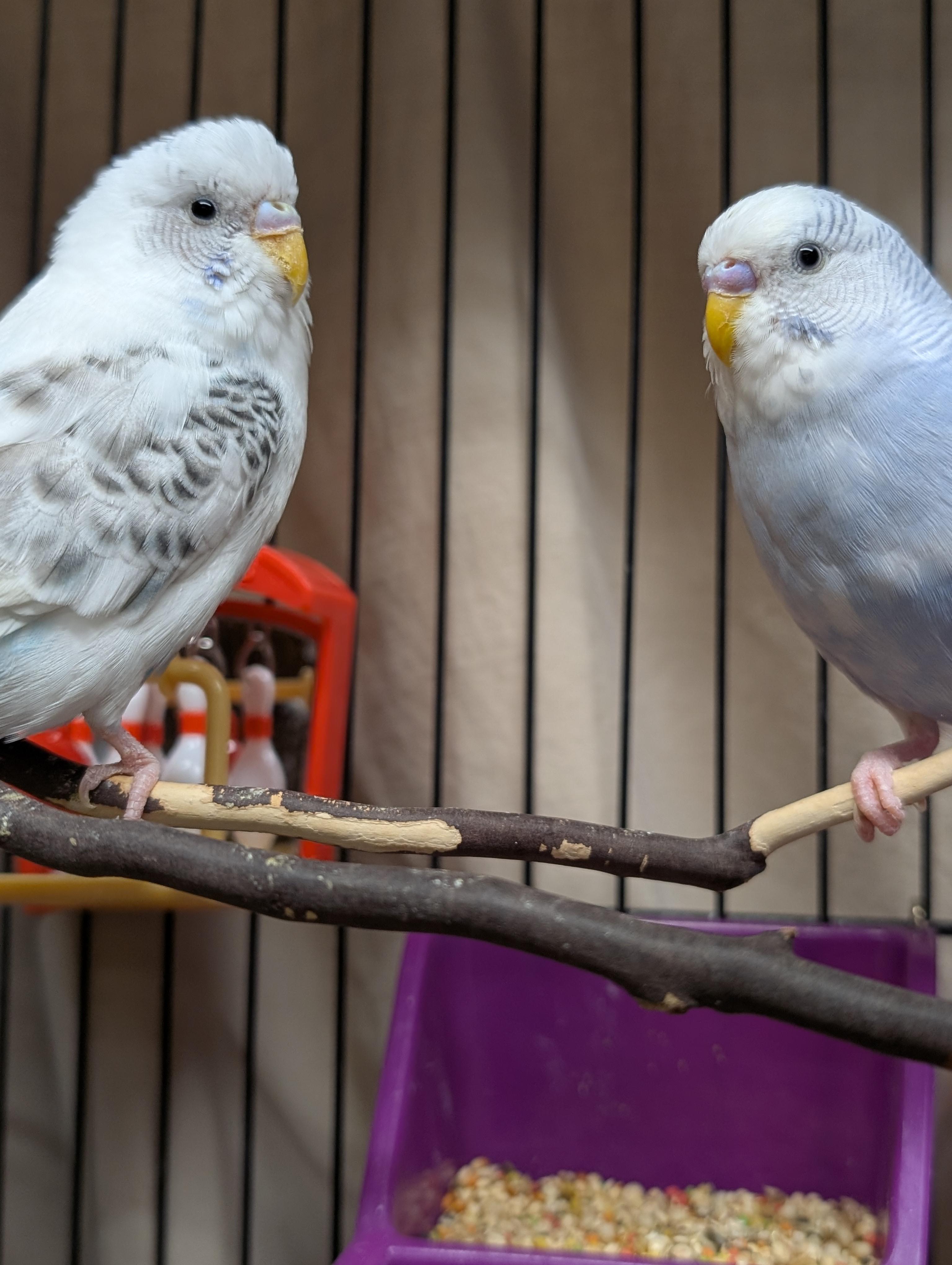 Anna and Kristoff, Adoptable, Young Female Parakeet (Other).