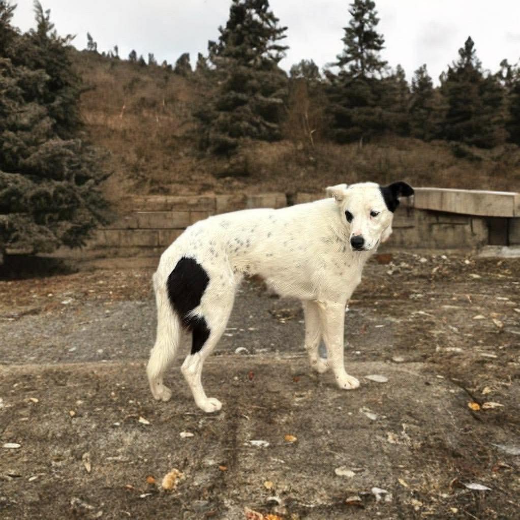 Enlarge Wanda, a Adoptable mixed breed in Phoenix, AZ image 1/4
