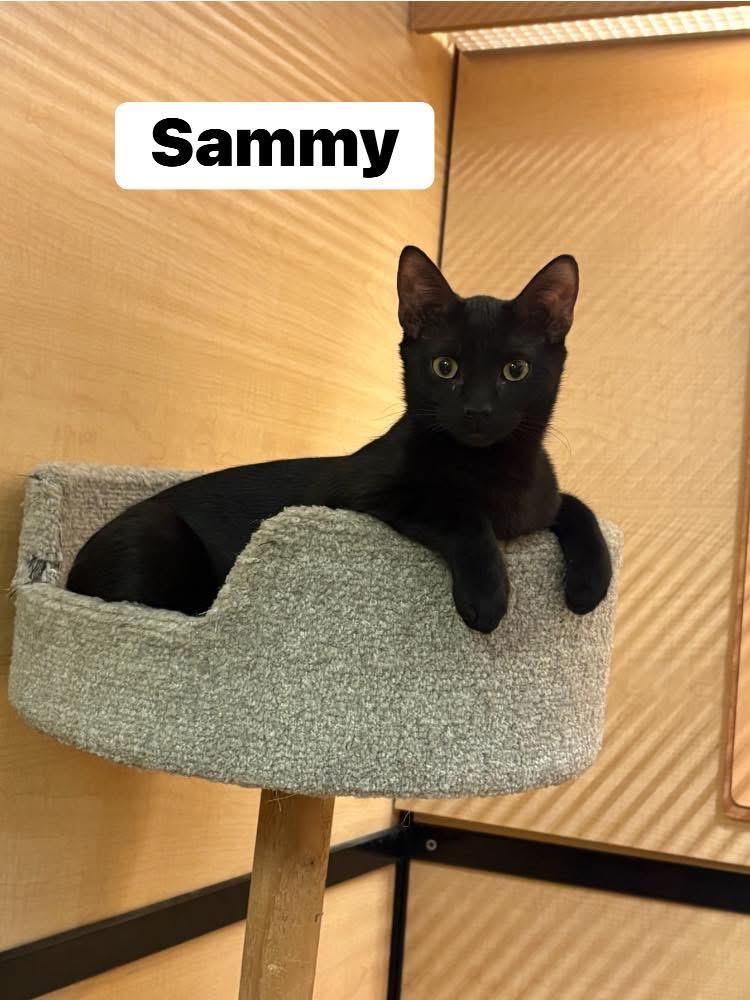 Sammy, Adoptable, Kitten Male Domestic Short Hair.