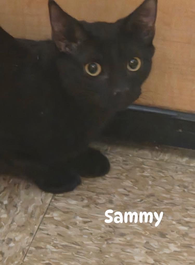 Enlarge Sammy, a Adoptable Domestic Short Hair in Turnersville, NJ image 3/4