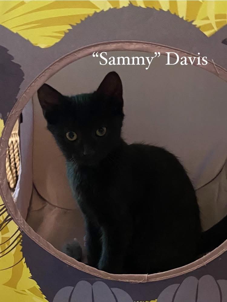 Sammy, Adoptable, Kitten Male Domestic Short Hair.