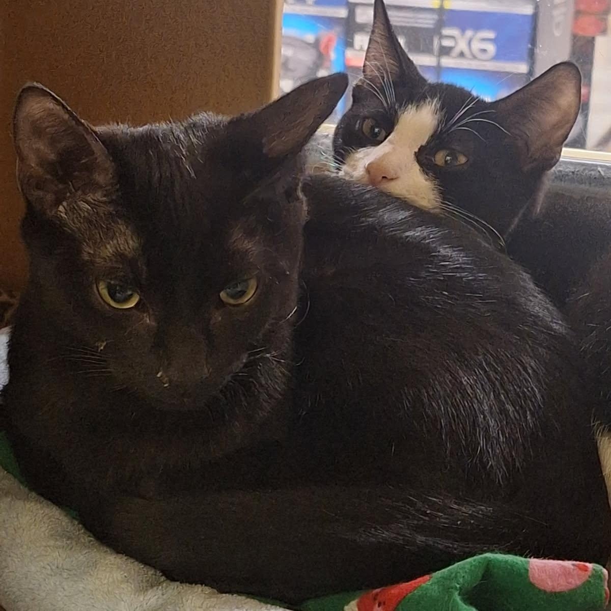 Enlarge Sammy, a Adoptable Domestic Short Hair in Turnersville, NJ image 4/4