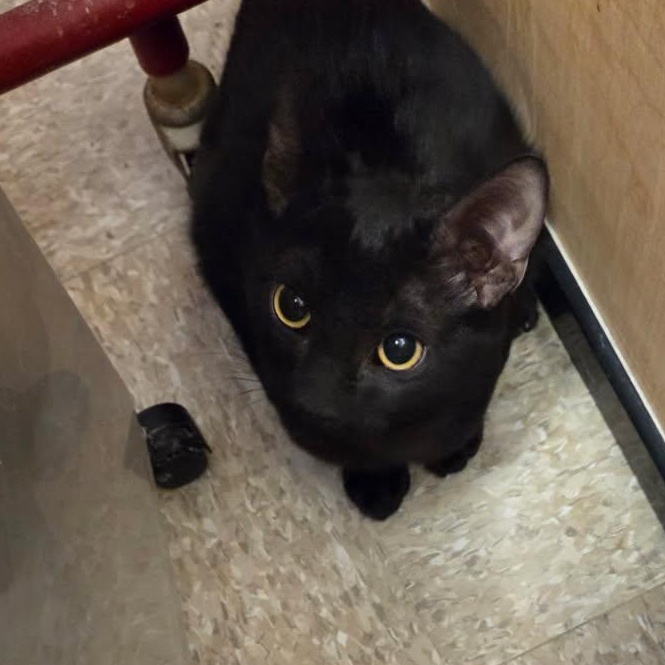 Sammy, Adoptable, Kitten Male Domestic Short Hair.