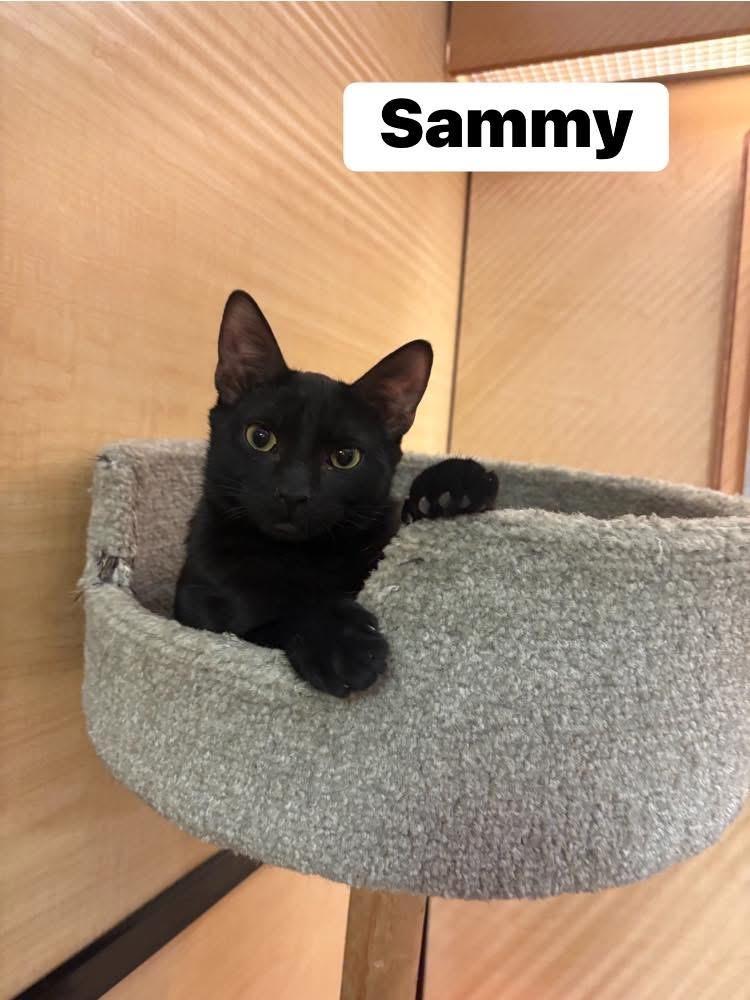 Sammy, a Adoptable Domestic Short Hair in Turnersville, NJ image 3/3