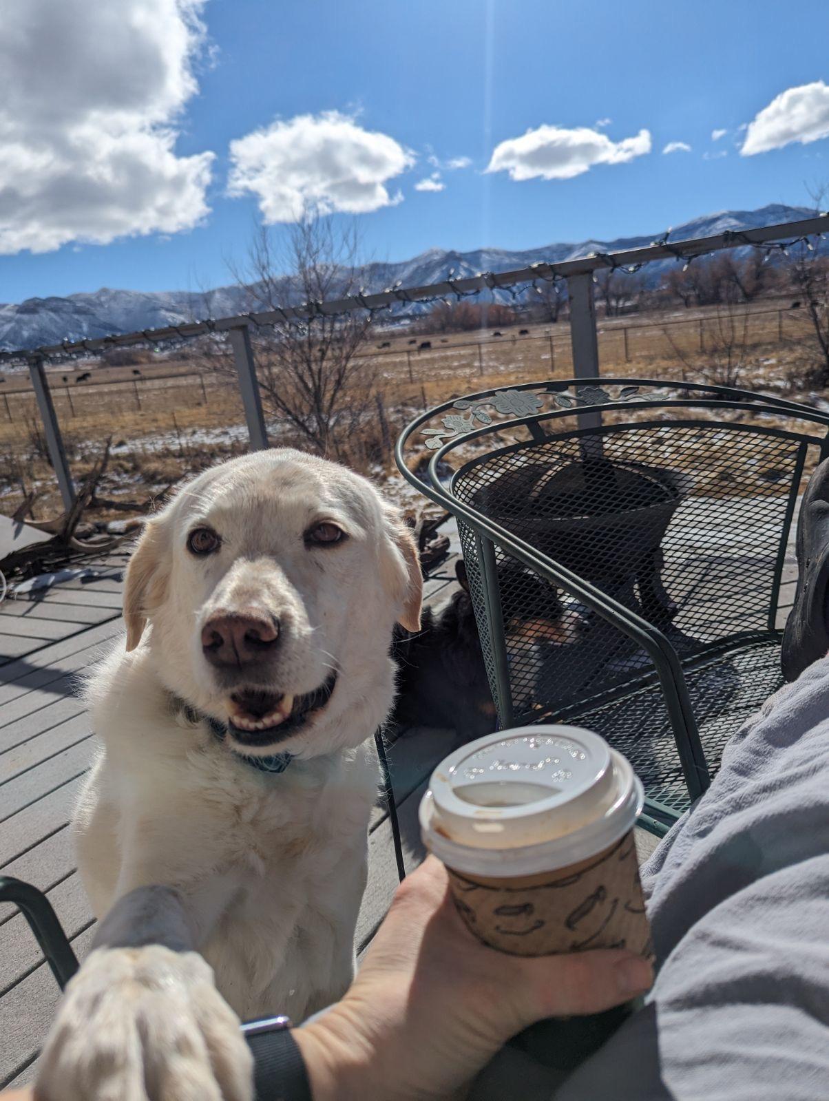 Enlarge Kiya, a Adoptable mixed breed in Cortez, CO image 1/4