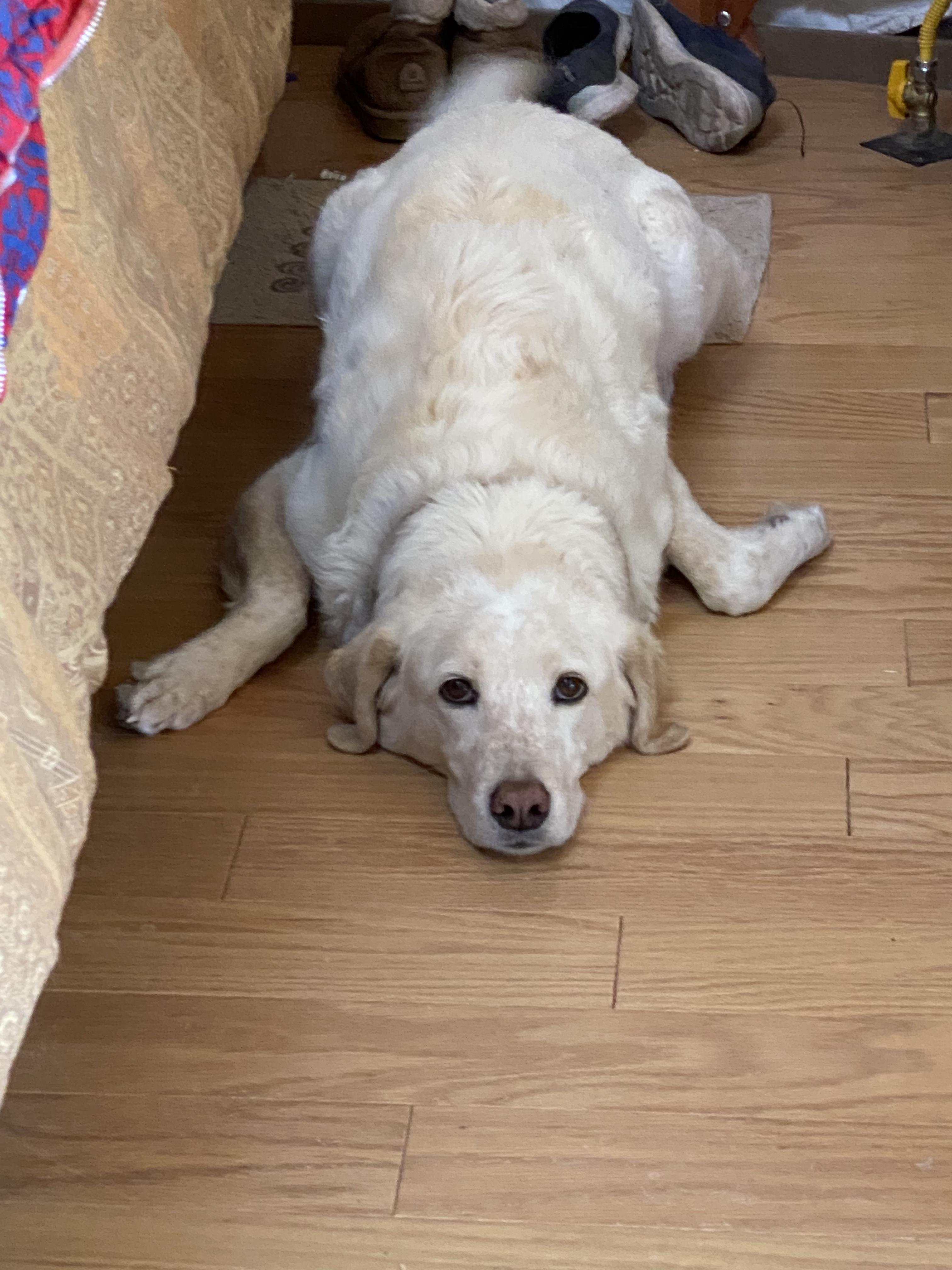 Enlarge Kiya, a Adoptable mixed breed in Cortez, CO image 2/4