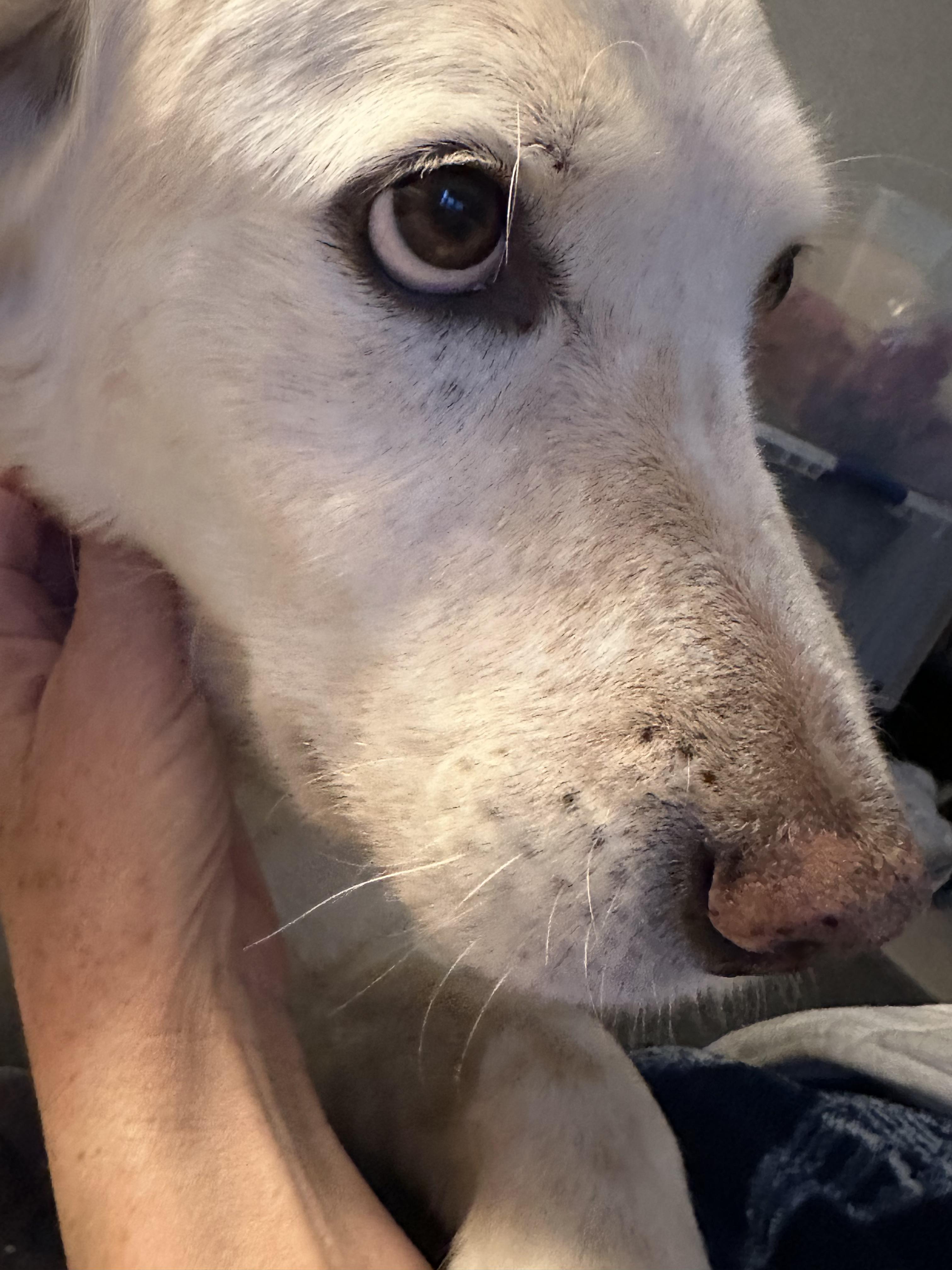 Enlarge Kiya, a Adoptable mixed breed in Cortez, CO image 3/4