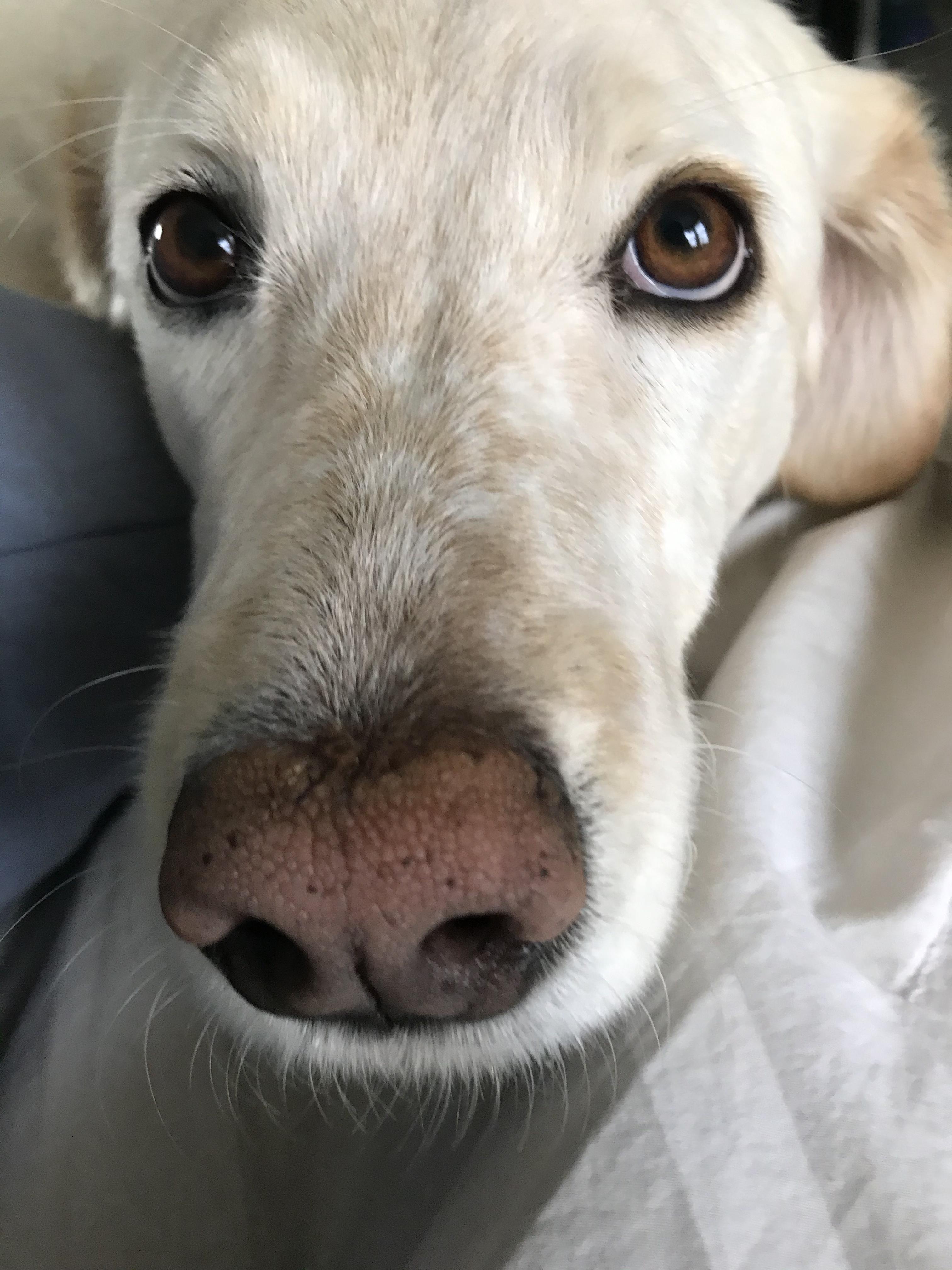 Enlarge Kiya, a Adoptable mixed breed in Cortez, CO image 4/4