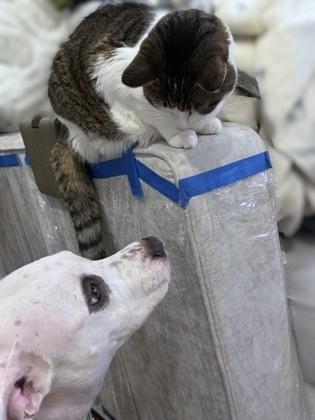 Remy, Adoptable, Adult Female Mixed Breed & Mixed Breed.