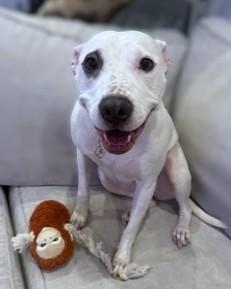 Remy, a Adoptable Mixed Breed in Washington, DC image 2/3