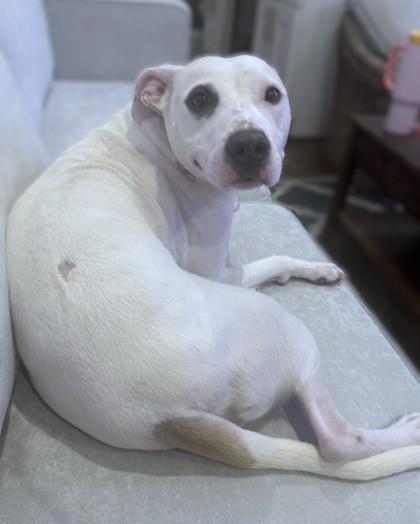 Remy, a Adoptable Mixed Breed in Washington, DC image 3/3