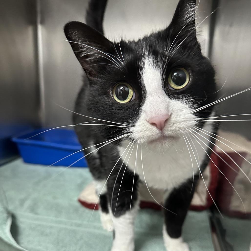 Squash, ADOPTABLE, Adult Female Domestic Short Hair.