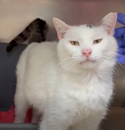 Shimble (Shanks) — thumbnail 2