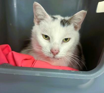 Shimble (Shanks) — thumbnail 4