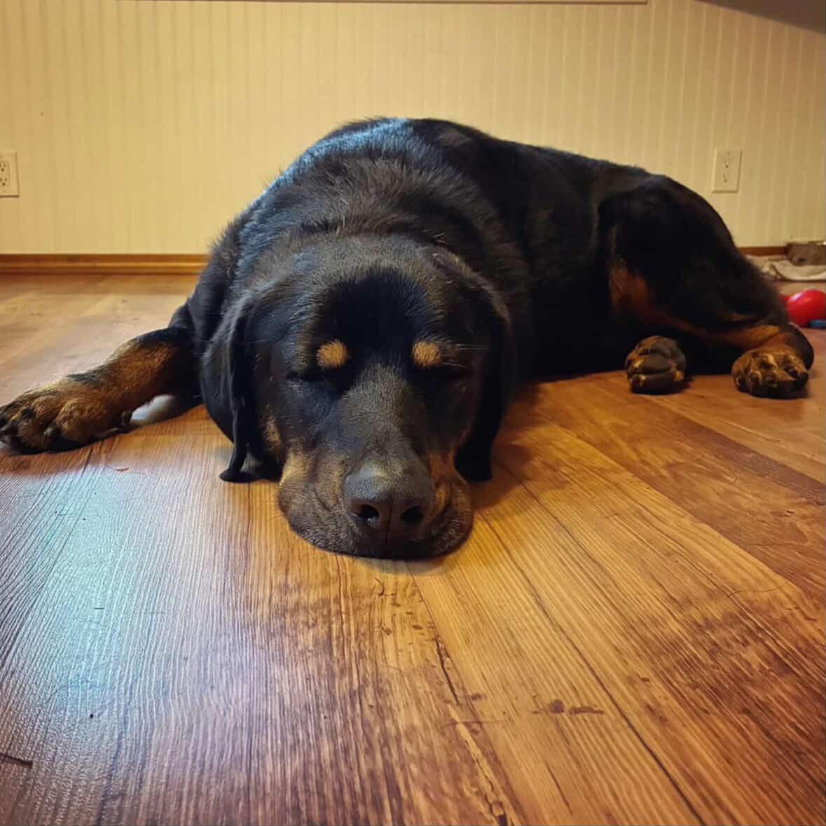 Enlarge Django, a Adoptable mixed breed in Sherwood, OR image 3/6