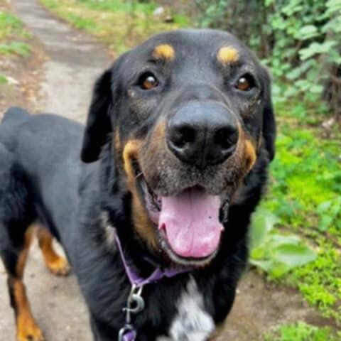 Enlarge Django, a Adoptable mixed breed in Sherwood, OR image 2/6