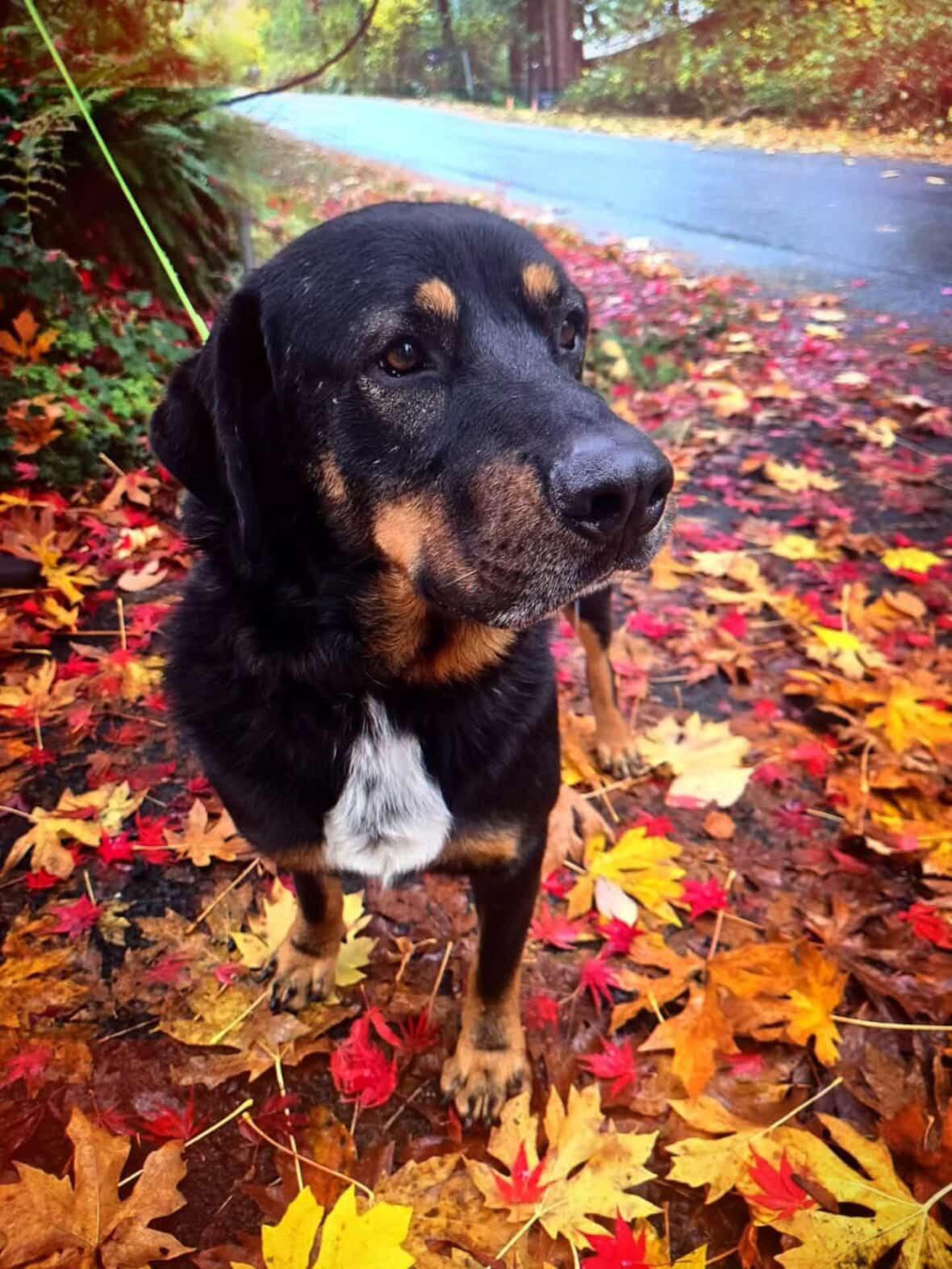 Enlarge Django, a Adoptable mixed breed in Sherwood, OR image 5/6