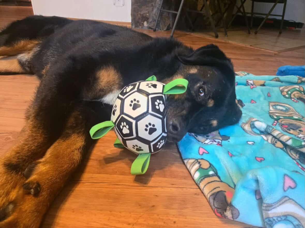 Enlarge Django, a Adoptable mixed breed in Sherwood, OR image 4/6