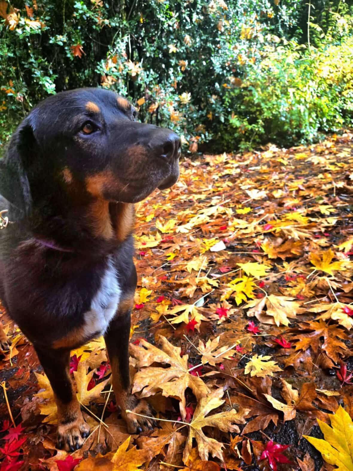 Enlarge Django, a Adoptable mixed breed in Sherwood, OR image 6/6