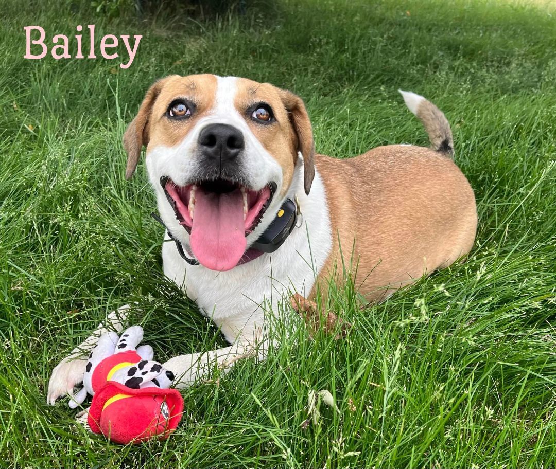 Bailey 3