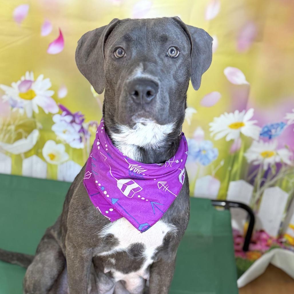 Marlowe, Adoptable, Adult Female Mixed Breed.